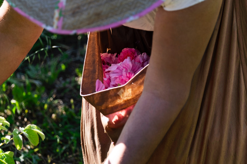 Lancôme Acquires Organic Rose Domain in Grasse 2 - Lancôme Acquires Organic Rose Domain in Grasse